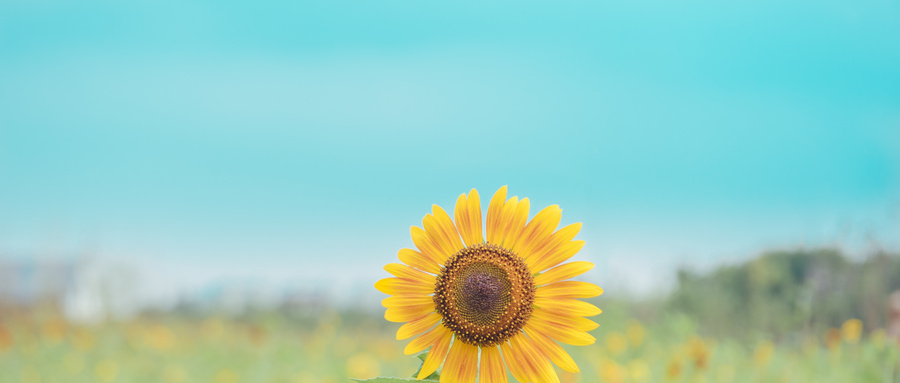 白內(nèi)障手術(shù)